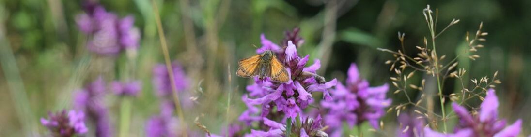 Holistic restoration moth in meadow 