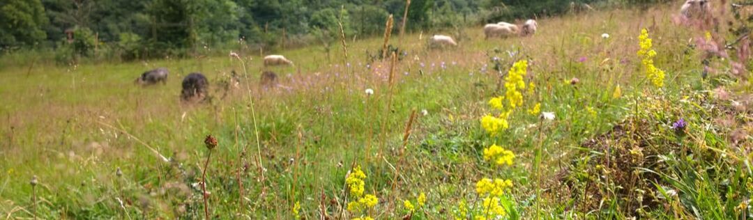holistic restoration diverse pasture and sheep