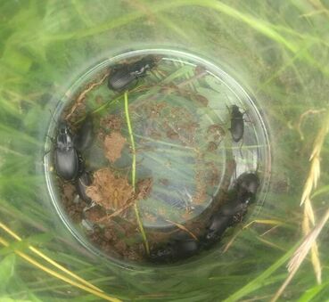 Holistic Restoration dung beetle monitoring 